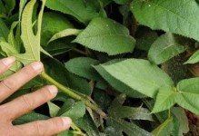 探秘老山桃的使用教程（全面了解老山桃的种植和烹饪技巧，享受健康美味）
