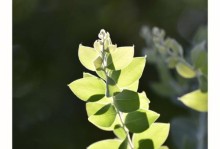 尼康5600相机的特点和优势（以尼康5600为主题的完全评测及推荐）