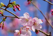 探索桌面的魅力（从平凡到独特，桌面的故事）