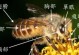 蜂后意外蜜蜂的转变与影响（当蜂后失去领导地位，蜜蜂会怎样重新组织生活）