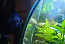 无水之水族箱——一种新颖的观赏方式（水中生物的无限遐想与探索）