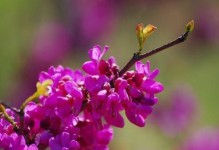 宜花花卉（从宜花花卉开始，打造属于你自己的花园乐园）
