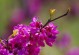 宜花花卉（从宜花花卉开始，打造属于你自己的花园乐园）